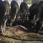 Happy Herd Nutritions, Inc