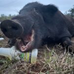 Happy Herd Nutritions, Inc